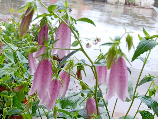 風(fēng)鈴草