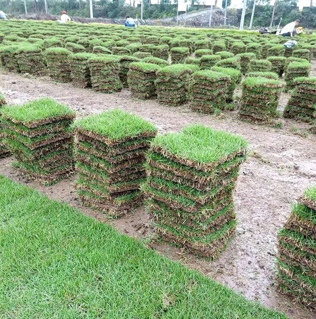 矮生百慕大和果嶺草哪個(gè)好?百慕大與果嶺草區(qū)別 矮生百慕大和果嶺草哪個(gè)好?百慕大與果嶺草區(qū)別