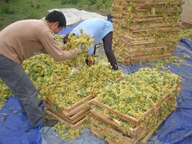 金銀花 金銀花