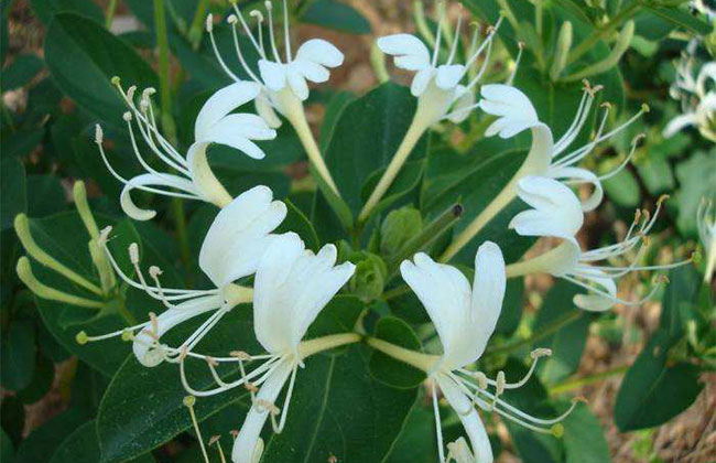 金銀花金銀花 金銀花金銀花