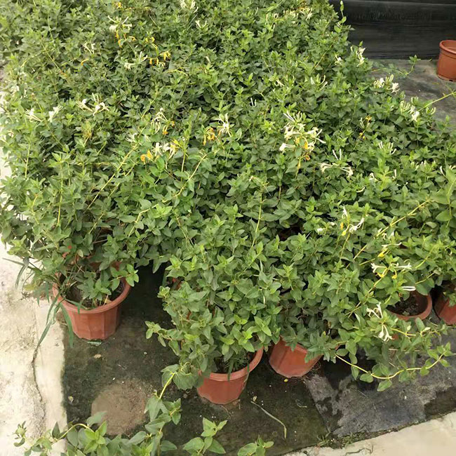 金銀花 金銀花