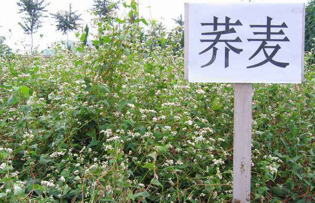 苦蕎麥價格多少錢一棵?苦蕎麥如何種植? 苦蕎麥價格多少錢一棵?苦蕎麥如何種植?