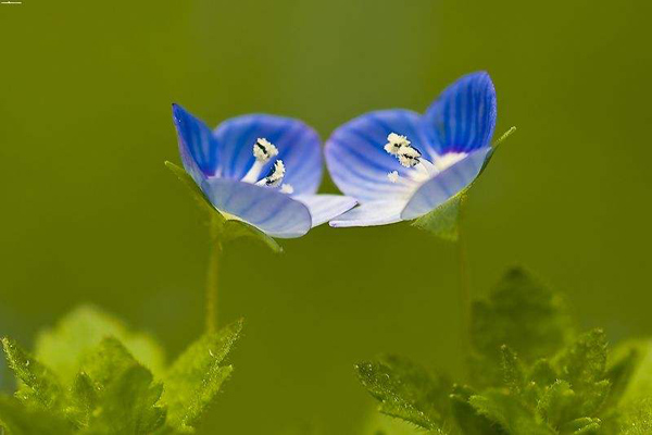 婆婆納的花