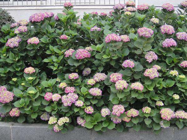 繡球花 繡球花