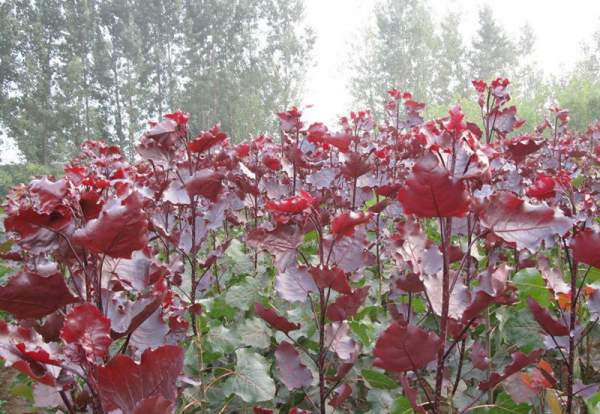 紅葉楊 紅葉楊