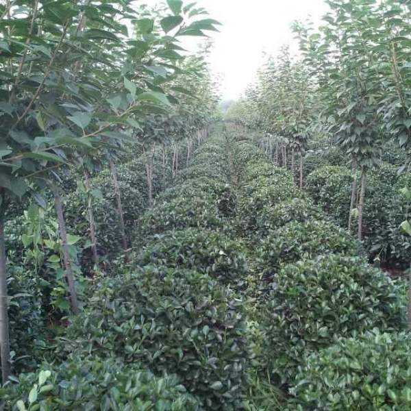 出售冠幅1米大葉黃楊毛球 出售冠幅1米大葉黃楊毛球