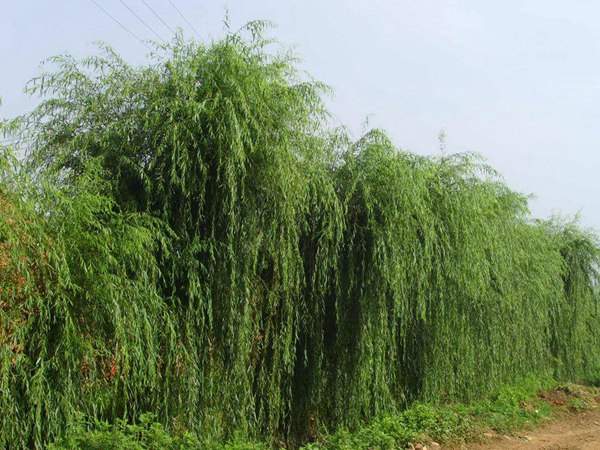 垂柳 垂柳
