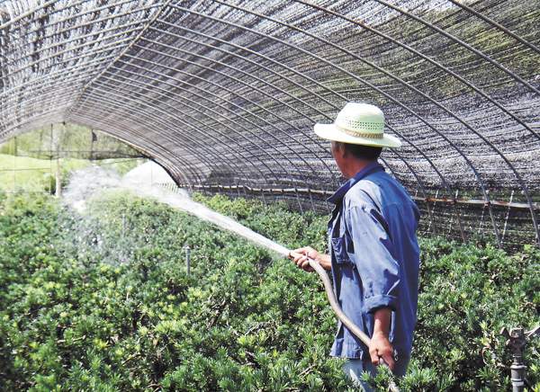綠化苗木起苗出圃都有哪些注意事項?