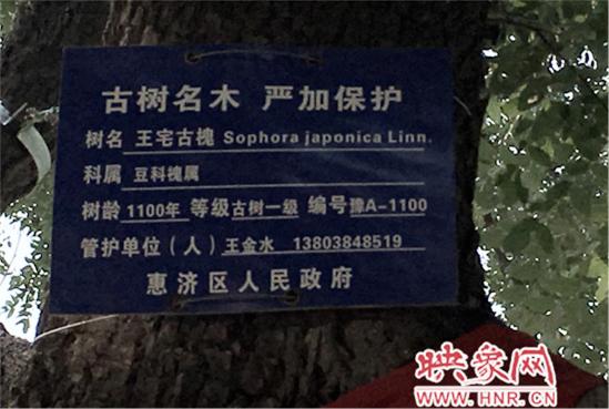 1100年古槐樹(shù) 1100年古槐樹(shù)
