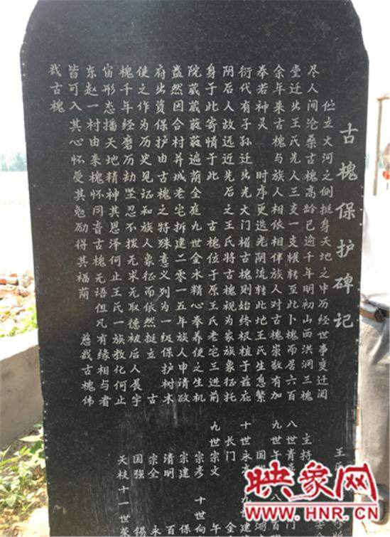 1100年古槐樹(shù) 1100年古槐樹(shù)