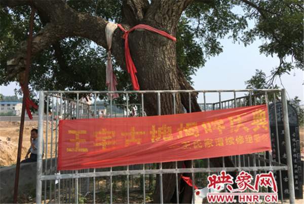 1100年古槐樹(shù) 1100年古槐樹(shù)
