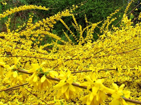 連翹花 連翹花