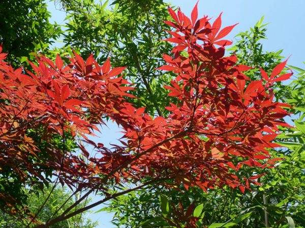 紅楓作衫，白楊為裙，美的傾國傾城！