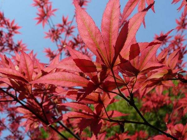 紅楓作衫，白楊為裙，美的傾國傾城！