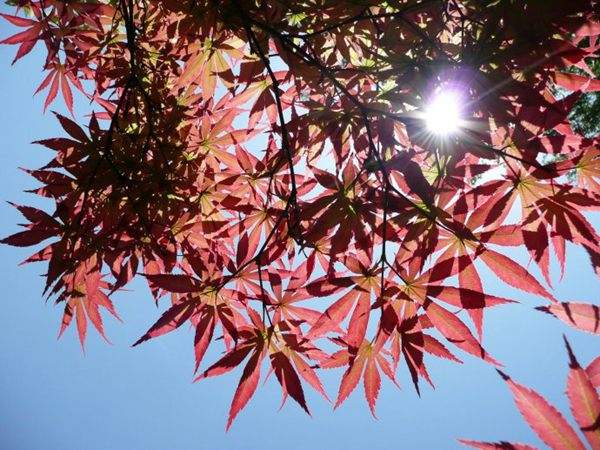 紅楓作衫，白楊為裙，美的傾國傾城！