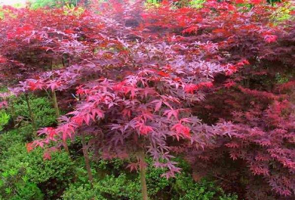 紅楓作衫，白楊為裙，美的傾國傾城！