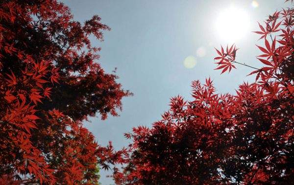 紅楓作衫，白楊為裙，美的傾國傾城！