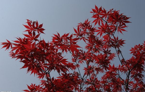 紅楓作衫，白楊為裙，美的傾國傾城！