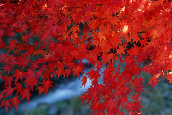 紅楓作衫，白楊為裙，美的傾國傾城！