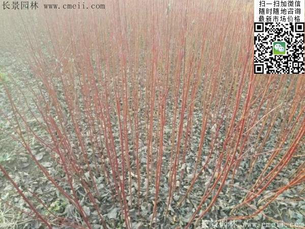 紅瑞木 紅瑞木