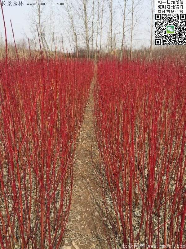 紅瑞木 紅瑞木