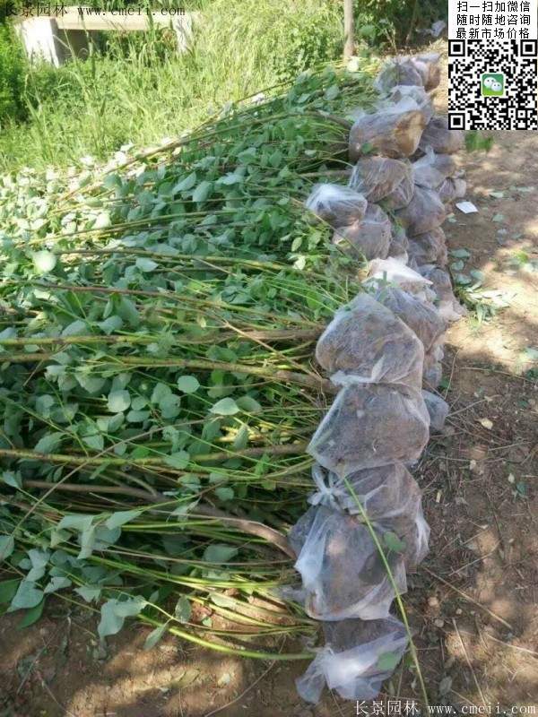 紅瑞木 紅瑞木