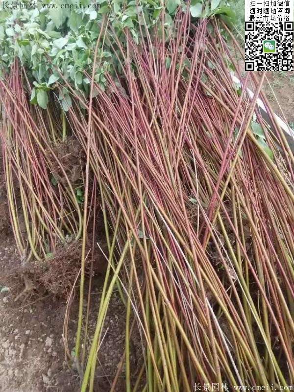 紅瑞木 紅瑞木
