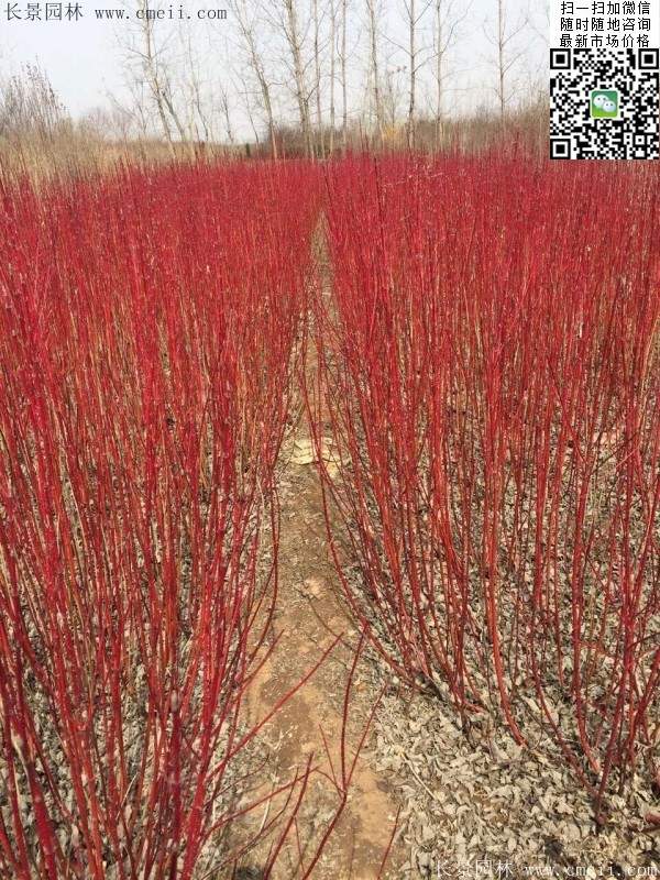 紅瑞木 紅瑞木