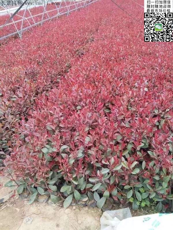 紅葉石楠--長景園林 紅葉石楠--長景園林