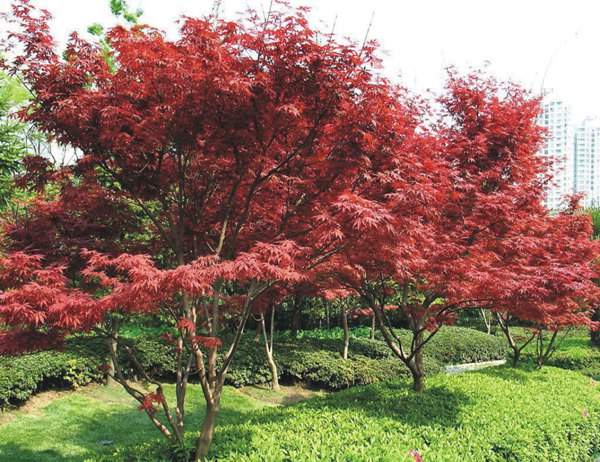 紅楓樹(shù)
