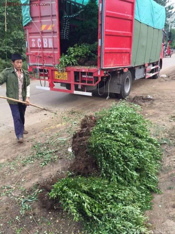 沭陽(yáng)火棘球 沭陽(yáng)火棘球