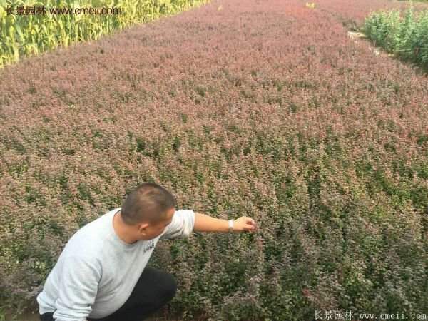 沭陽的紅葉小檗基地 沭陽的紅葉小檗基地