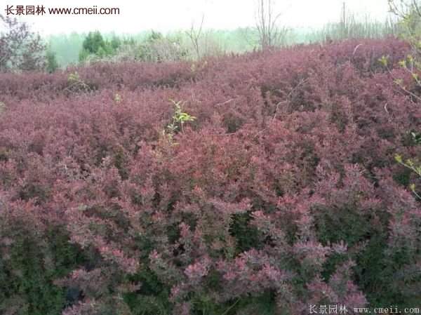 沭陽的紅葉小檗基地 沭陽的紅葉小檗基地