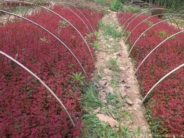 沭陽基地的紅葉小檗苗、紅葉小檗球