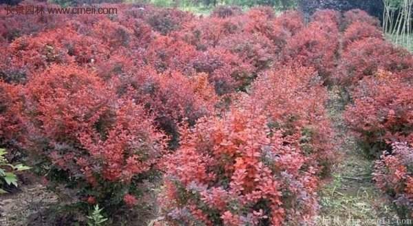 沭陽基地的紅葉小檗苗、紅葉小檗球 沭陽基地的紅葉小檗苗、紅葉小檗球