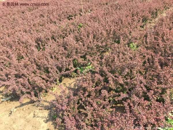 沭陽基地的紅葉小檗 沭陽基地的紅葉小檗