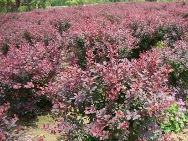 沭陽基地的紅葉小檗 沭陽基地的紅葉小檗