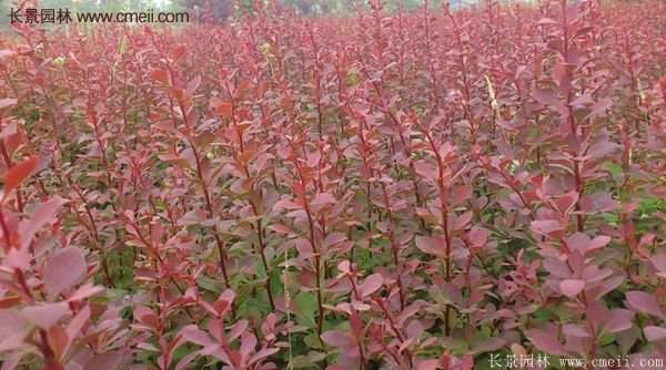 沭陽(yáng)基地的紅葉小檗球 沭陽(yáng)基地的紅葉小檗球
