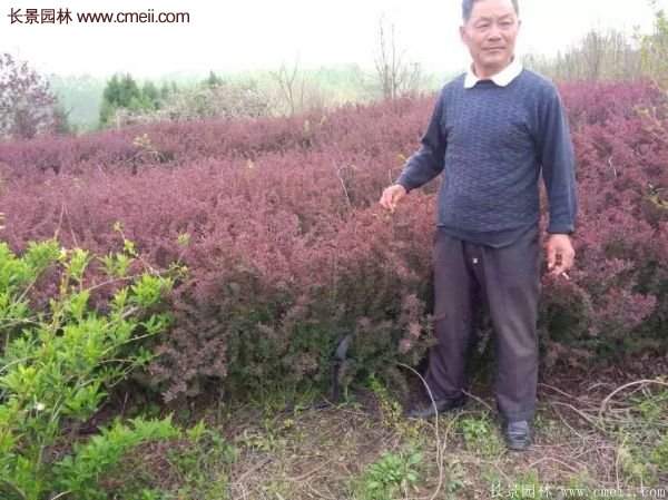 沭陽(yáng)基地的紅葉小檗球 沭陽(yáng)基地的紅葉小檗球