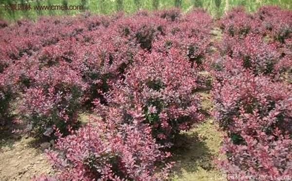 沭陽(yáng)基地的紅葉小檗球 沭陽(yáng)基地的紅葉小檗球