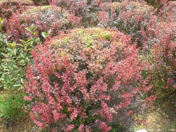 沭陽紅葉小檗基地 沭陽紅葉小檗基地