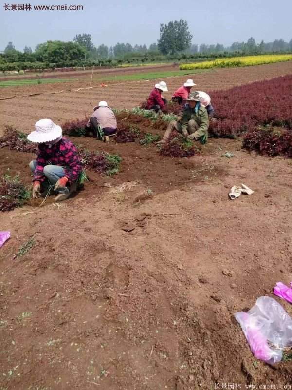 沭陽紅葉小檗苗 沭陽紅葉小檗苗