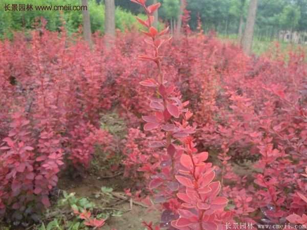 沭陽(yáng)紅葉小檗基地 沭陽(yáng)紅葉小檗基地